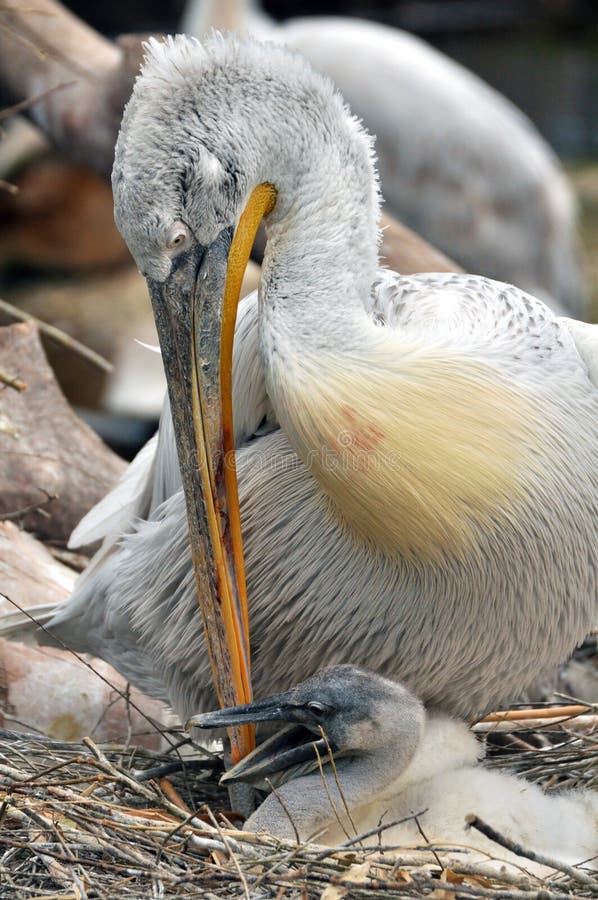 Pelican with a chick