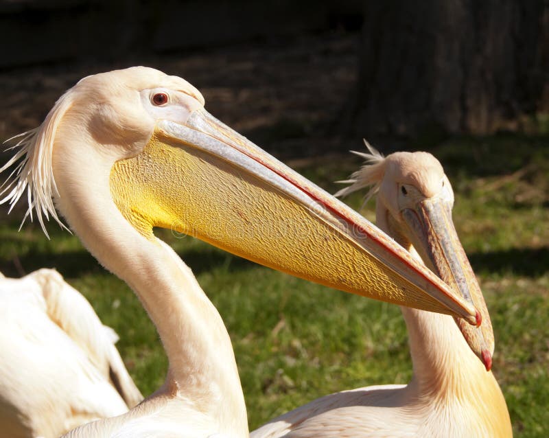 Pelican