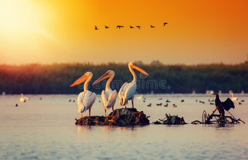 Pelican colony in Danube Delta Romania. The Danube Delta is home to the largest colony of pelicans outside Africa royalty free stock image Pelican colony in Danube Delta Romania. The Danube Delta is home to the largest colony of pelicans outside Africa royalty free stock image