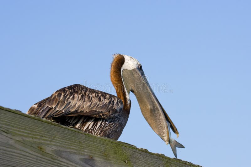 Pelican Eating