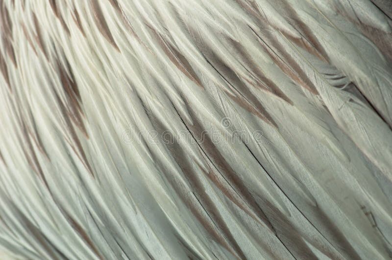 Pelican Feathers