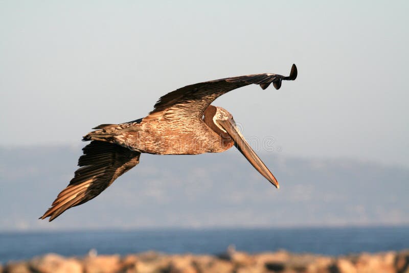 Pelican in flight