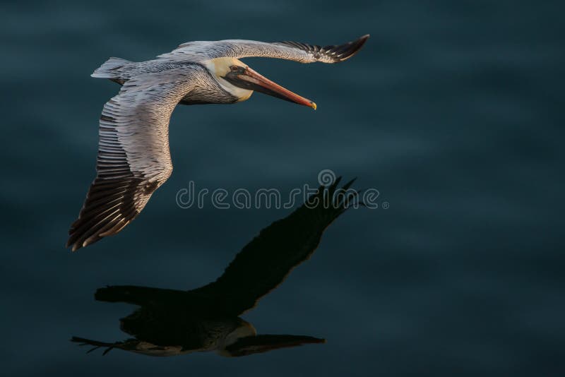 Pelican in flight stock photos Pelican in flight stock photos