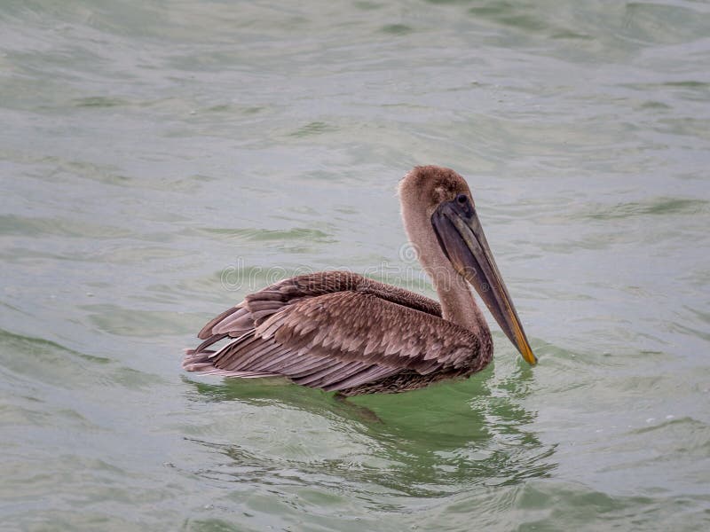 Pelican floating on the water, catching fish, flying into the sea