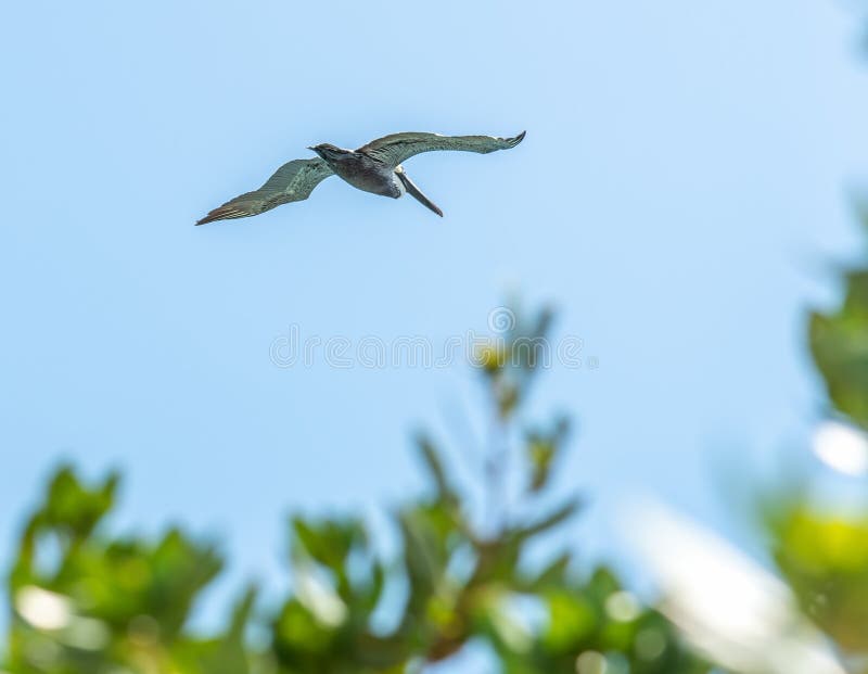 Pelican flying in the blue sky stock images