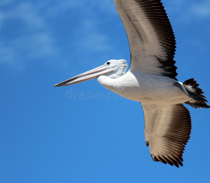 Pelican in Full Flight