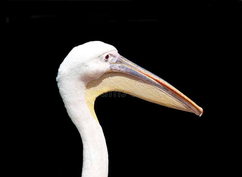 Pelican head