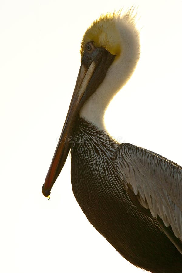 Pelican is isolated on white