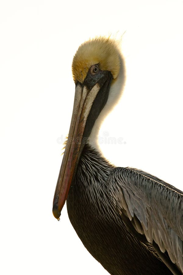 Pelican isolated on white background