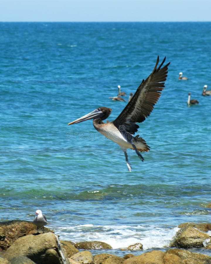 A Pelican Just After Takeoff