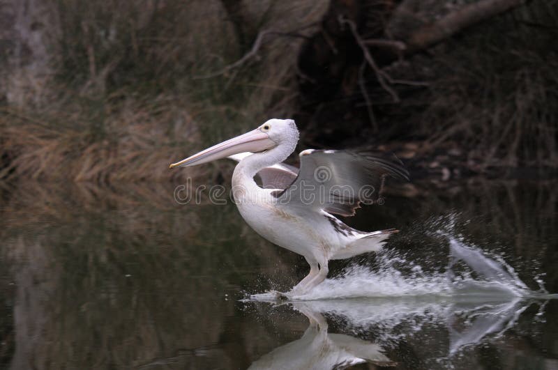 Pelican landing stock photo. Image of wave, lake, australian 40562366