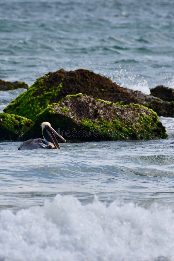 Mossy Head Florida Stock Photos Free & RoyaltyFree Stock Photos from