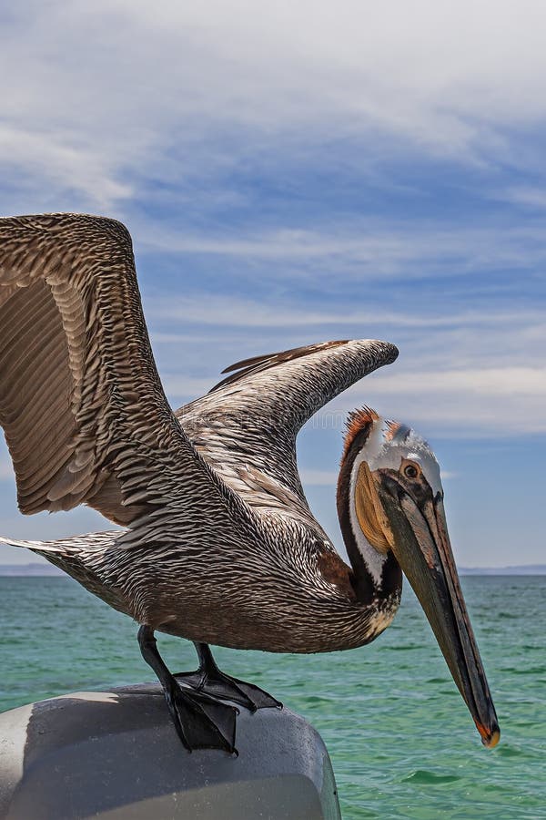 Pelican on Outboard in Baja