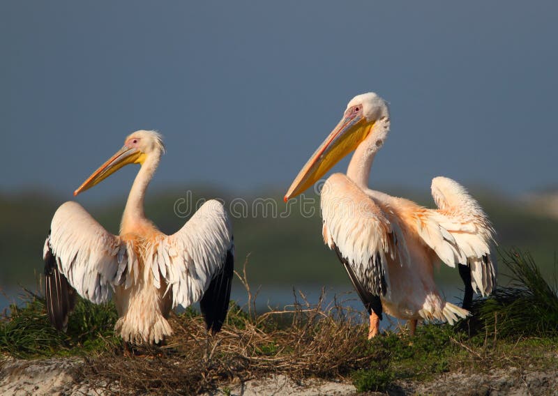 Pelican pair