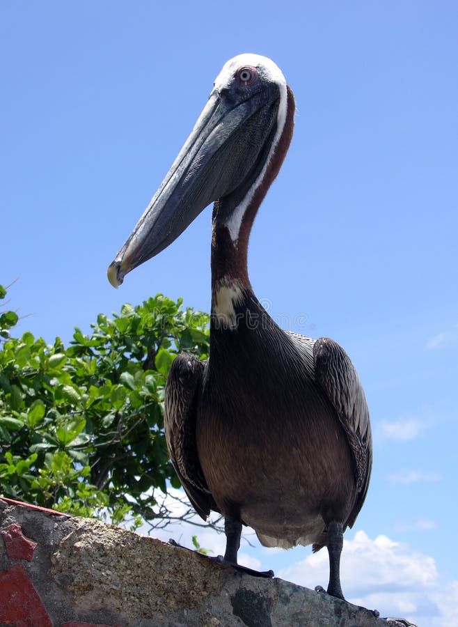 The Pelican Pose