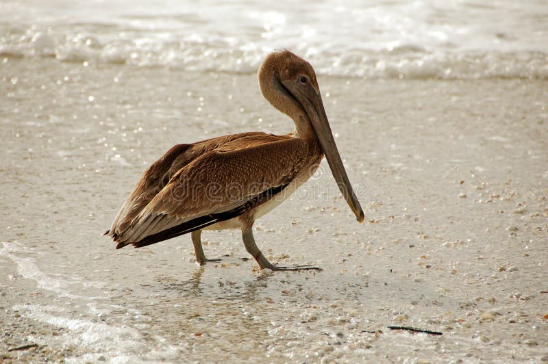 Pelican in the sand