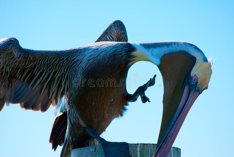 1,810 Scratching Bird Stock Photos Free & RoyaltyFree Stock Photos