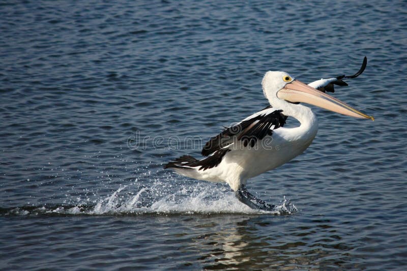 Pelican Skimming Across Water during Landing Stock Image Image of