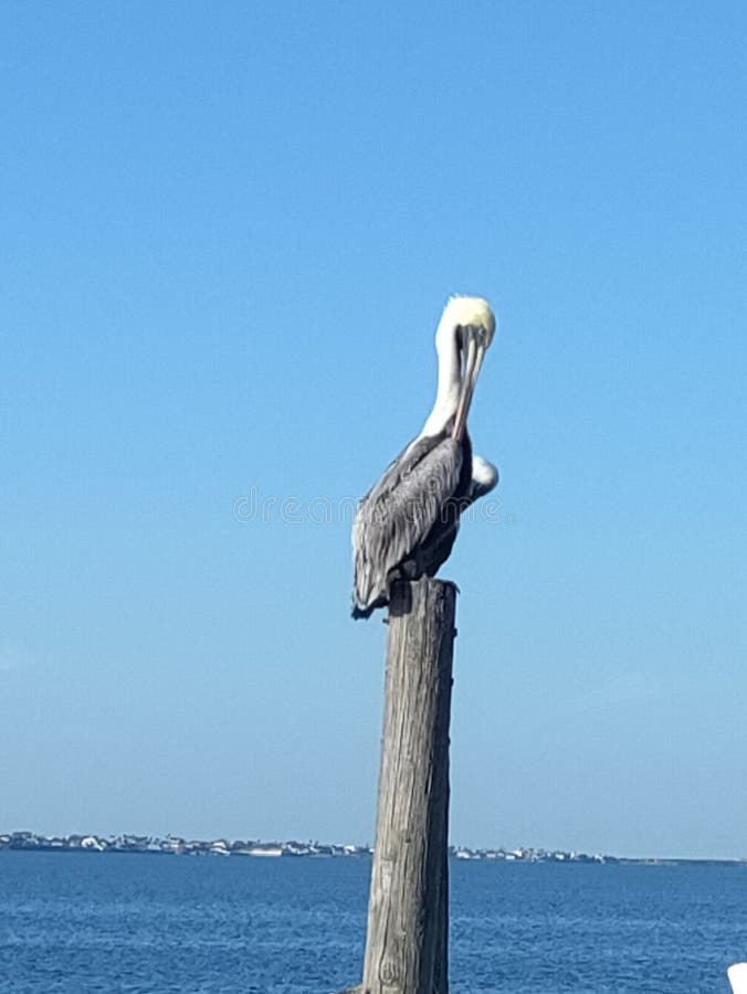 Pelican on South Padre Island Stock Image Image of monument, flight