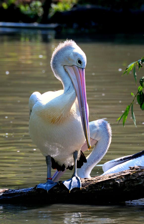 Pelican Standing on Ground stock photo. Image of wildlife 58335806