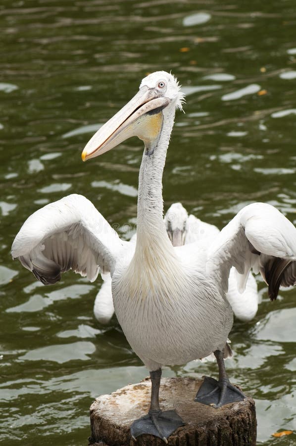 Pelican stock photo. Image of pond, pelican, beak, nature 45986312