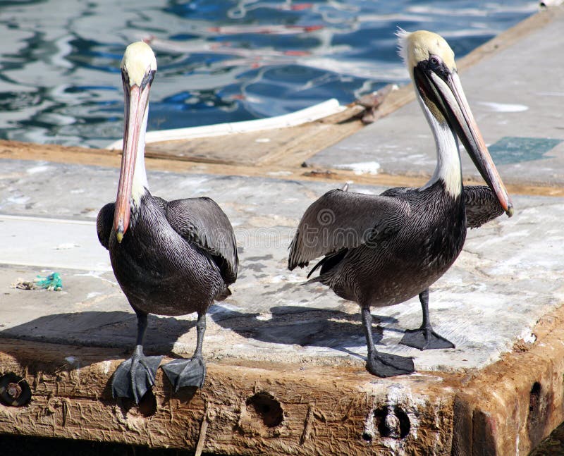 Pelican standing flying in Tropical paradise in Los Cabos Mexico