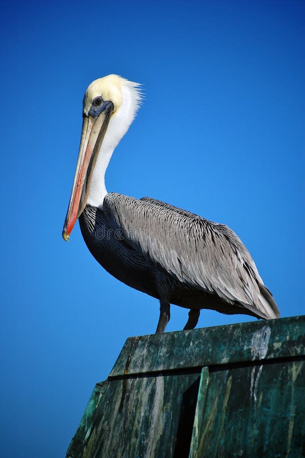 Brown Pelican Standing On A Pier Post Stock Image Image of adult