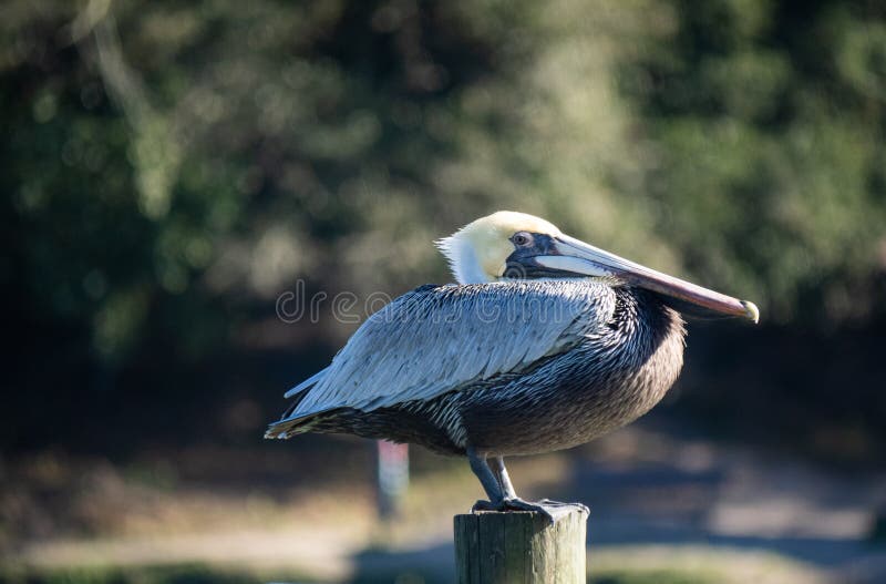 Pelican standing outdoors stock image. Image of park 211109253