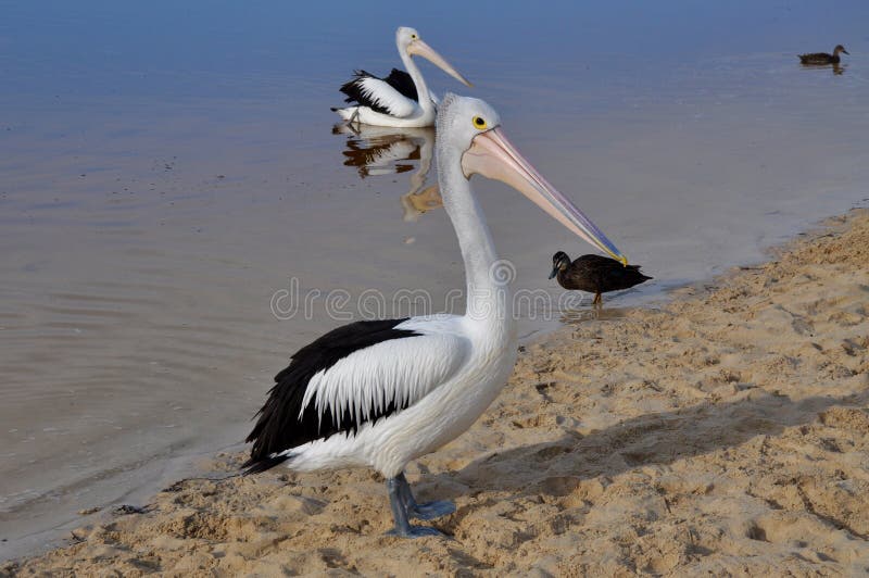 Pelican Standing on the River Beach stock image Pelican Standing on the River Beach stock image