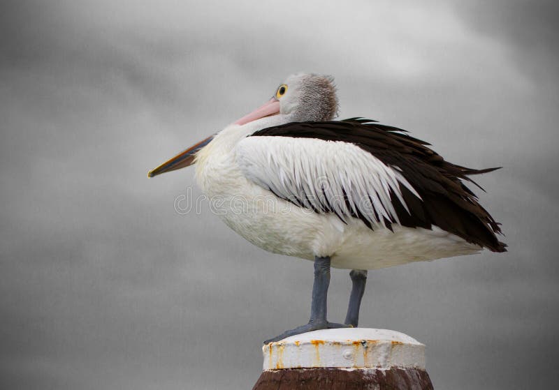 Pelican and Storm Clouds