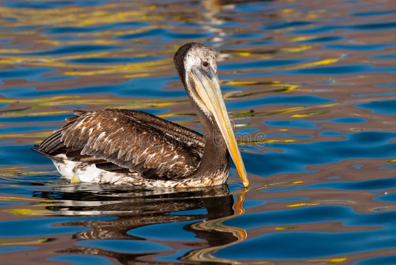 Pelican Swimming