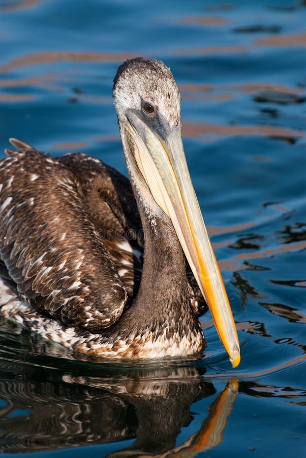 Pelican Swimming