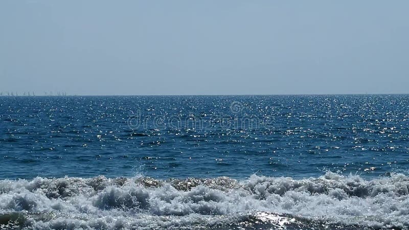 Pelican swimming alone at Pacific ocean