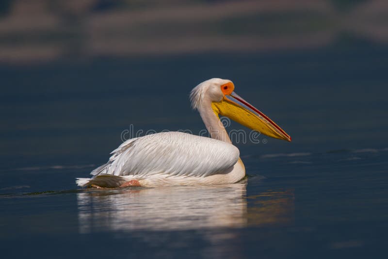 Pelican swimming in the blue water