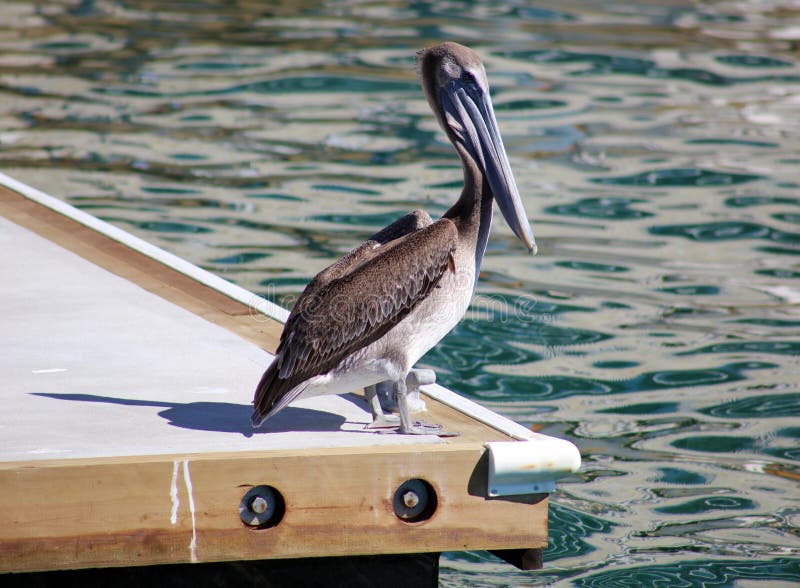 Pelican swimming floating over the water in ocean Tropical paradise in Los Cabos Mexico