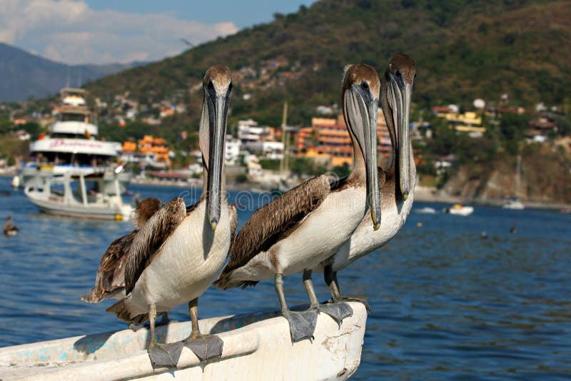 Pelican trio