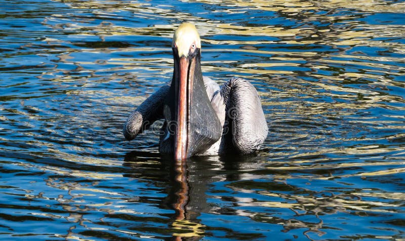 Pelican in the water after catching a fish stock photos Pelican in the water after catching a fish stock photos