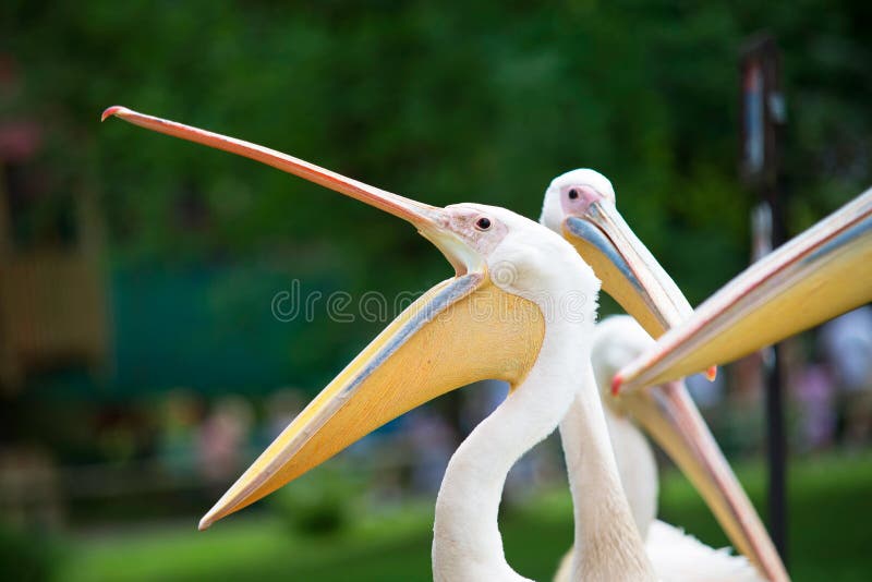 Pelican with wide open beak