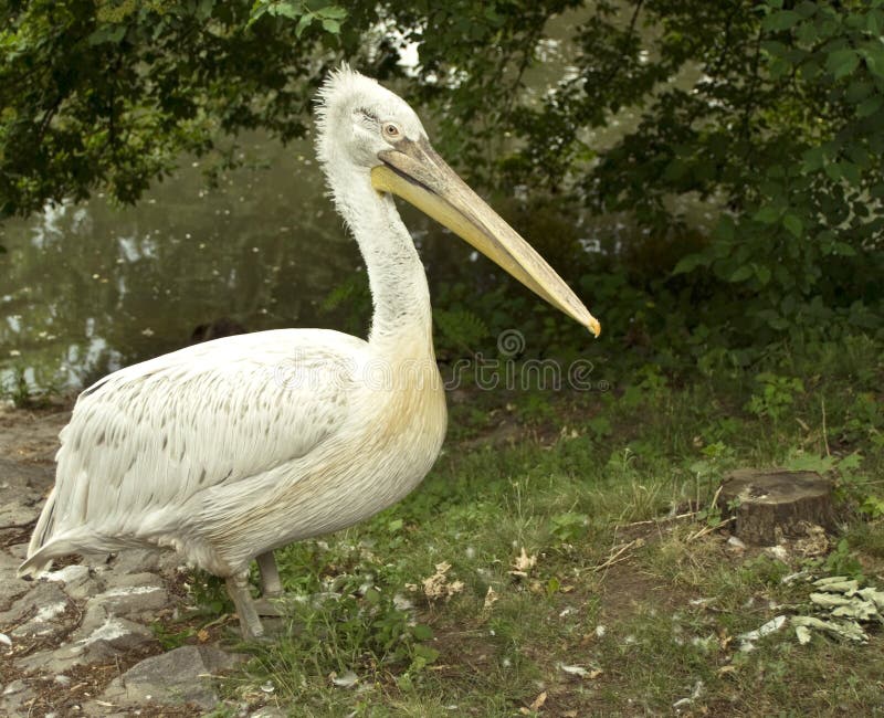 Pelican in wildlife