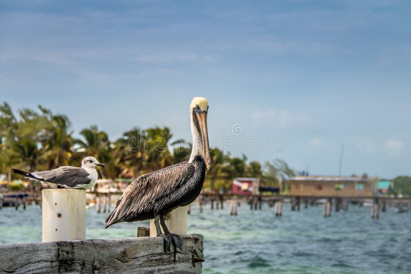 Pelicano e gaivota de riso nova que estão em um cais - calafate de Caye, Belize imagem de stock Pelicano e gaivota de riso nova que estão em um cais - calafate de Caye, Belize imagem de stock