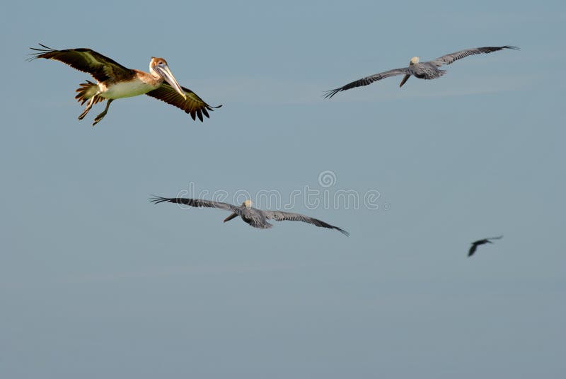 Pelicanos de Brown imagem de stock royalty free Pelicanos de Brown imagem de stock royalty free
