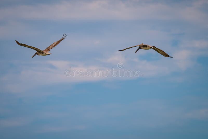 Pelicanos orientais de Brown imagens de stock Pelicanos orientais de Brown imagens de stock