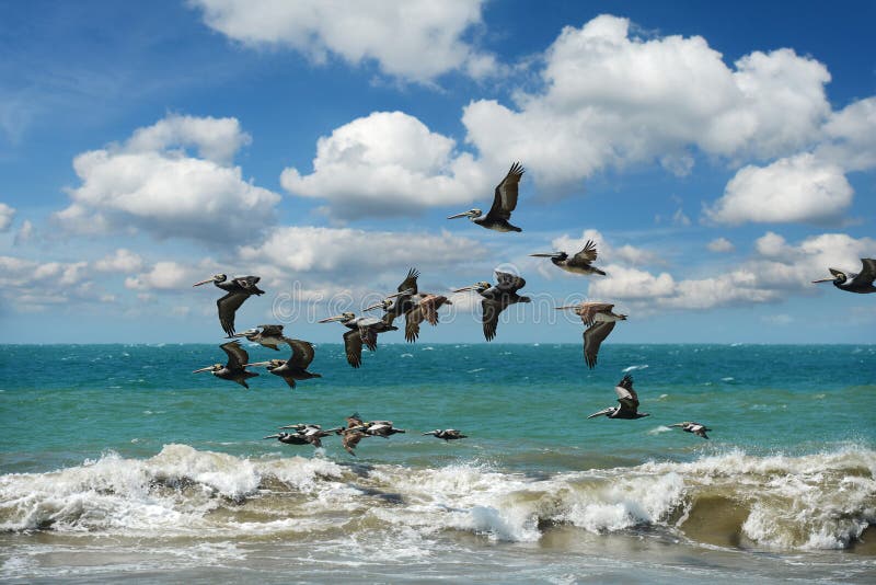 Pelicanos que voam na formação sobre o oceano foto de stock Pelicanos que voam na formação sobre o oceano foto de stock