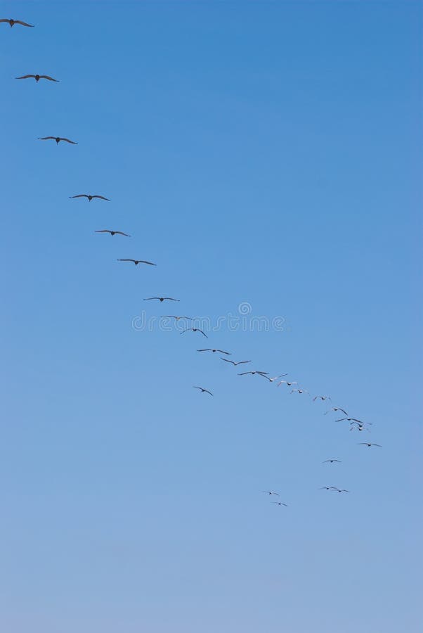 Pelicans