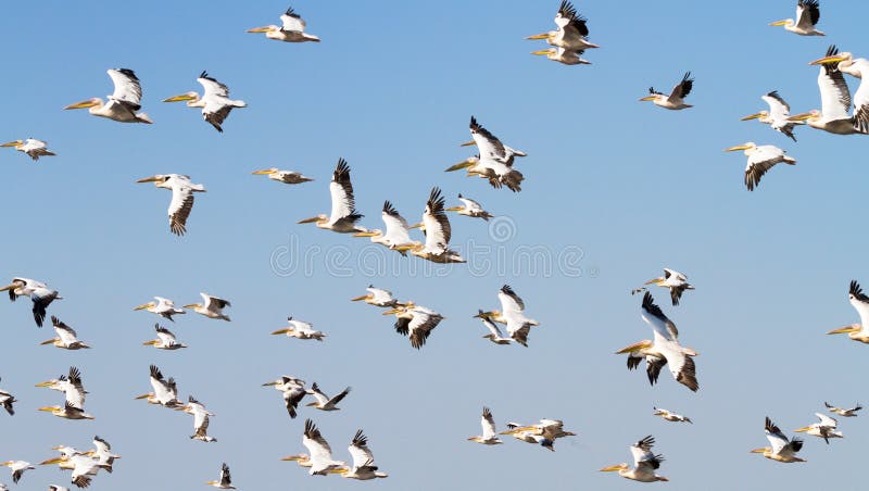 pelicans fotografia stock libera da diritti pelicans fotografia stock libera da diritti