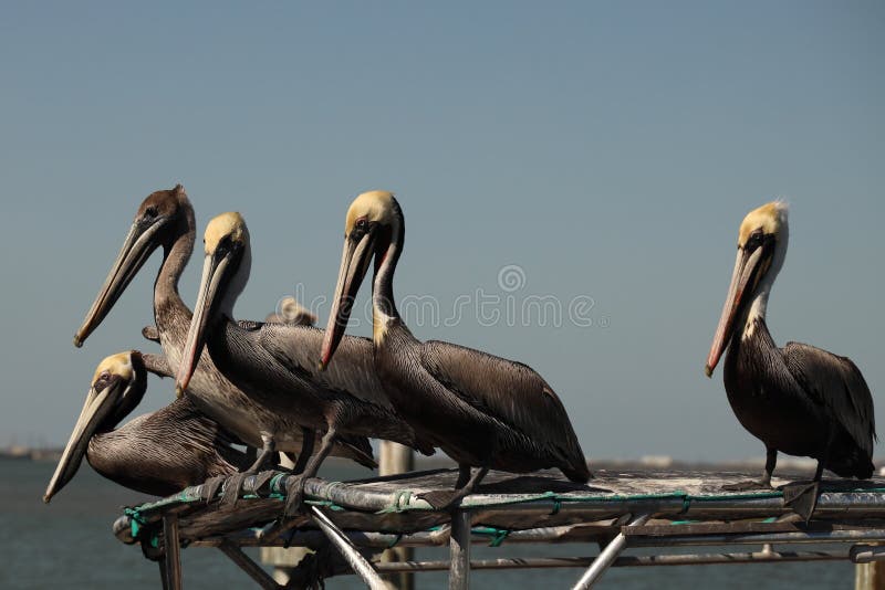 Pelicans Begging for Fisherman`s Scraps