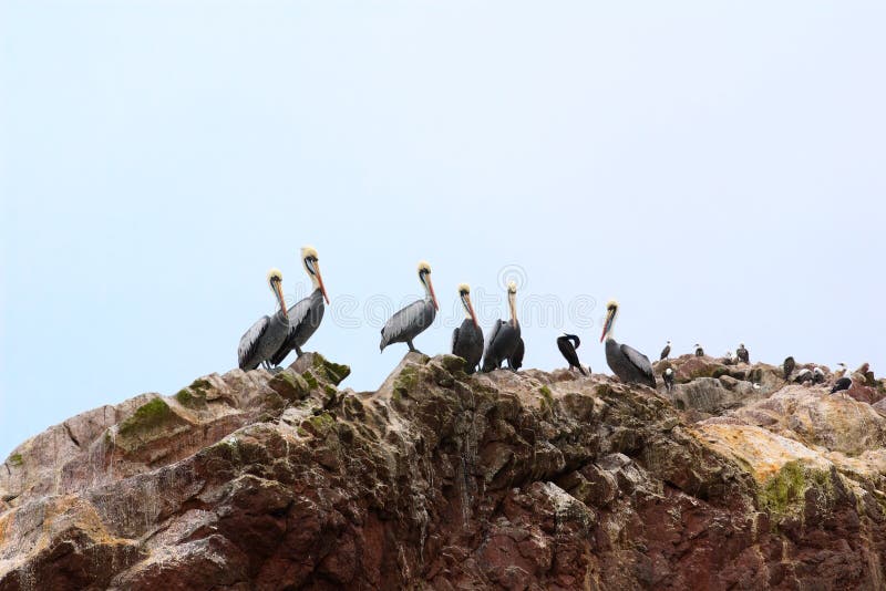 Pelicans, Cormorants and Boobies on the rocks