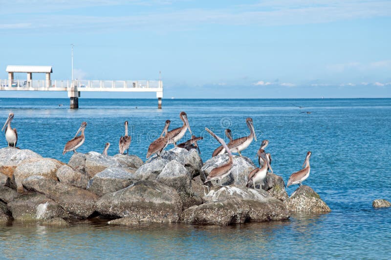 Pelicans and Fishing Dock