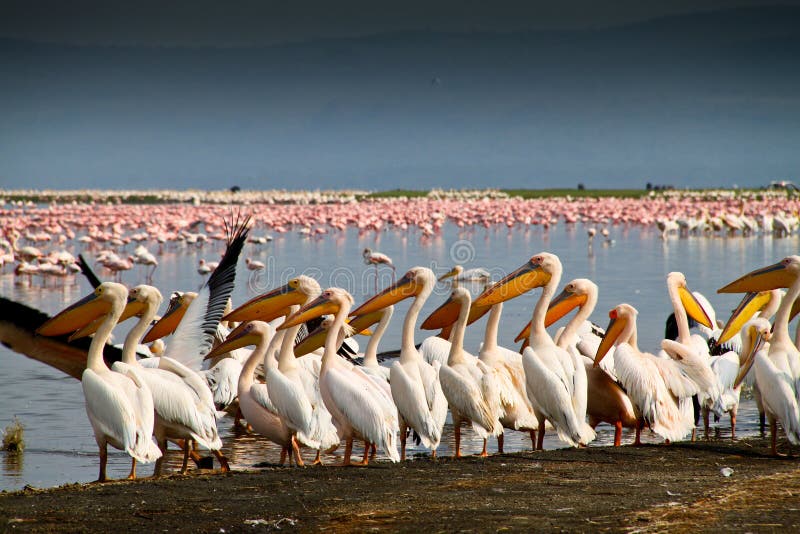 Pelicans and flamingos