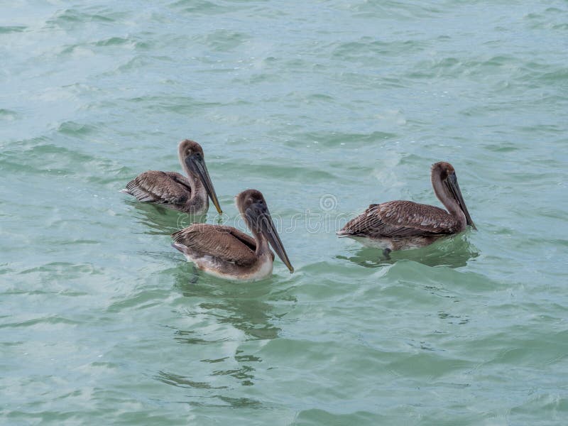 Pelicans floating on the water, catching fish, flying into the sea